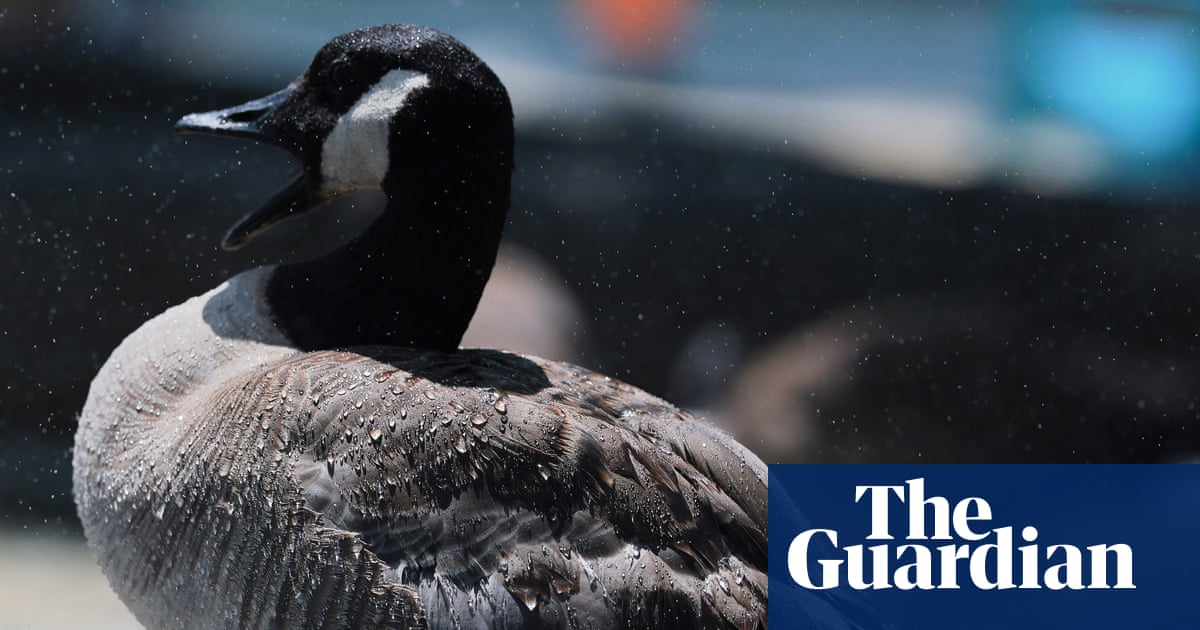 Honk if your barn is burning: pet goose alerts sleeping Texas family to blaze | Texas