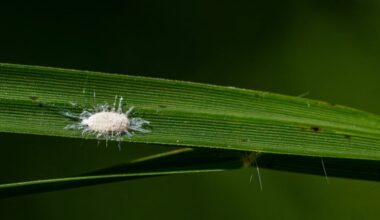Texas A&M AgriLife shares treatment information for pasture mealybug