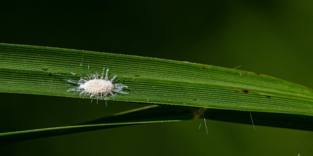 Texas A&M AgriLife shares treatment information for pasture mealybug