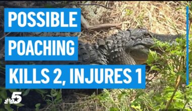 Reward offered after 3 alligators found shot weeks apart in Fort Worth – NBC 5 Dallas-Fort Worth