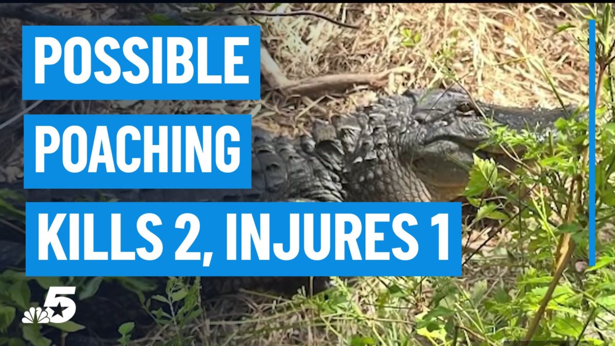 Reward offered after 3 alligators found shot weeks apart in Fort Worth – NBC 5 Dallas-Fort Worth
