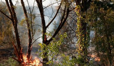Texas' Ross fire burns 80,000 acres as containment reaches 12%, officials say