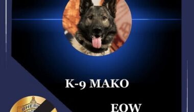 K-9 Mako died Aug. 12, 2026. (Courtesy of El Paso County Sheriff's Office).
