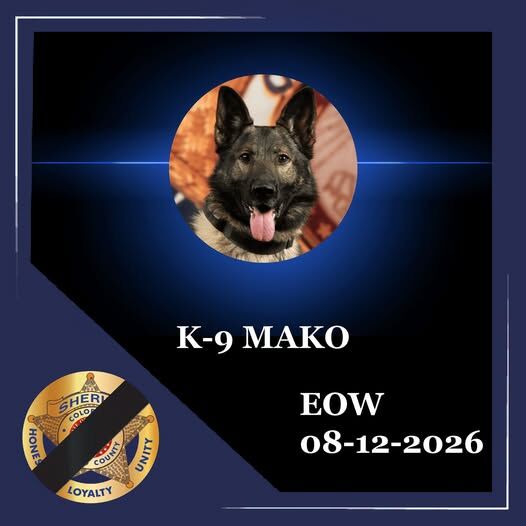 K-9 Mako died Aug. 12, 2026. (Courtesy of El Paso County Sheriff's Office).