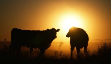 Texas ranchers voice prime concern with beef import plan