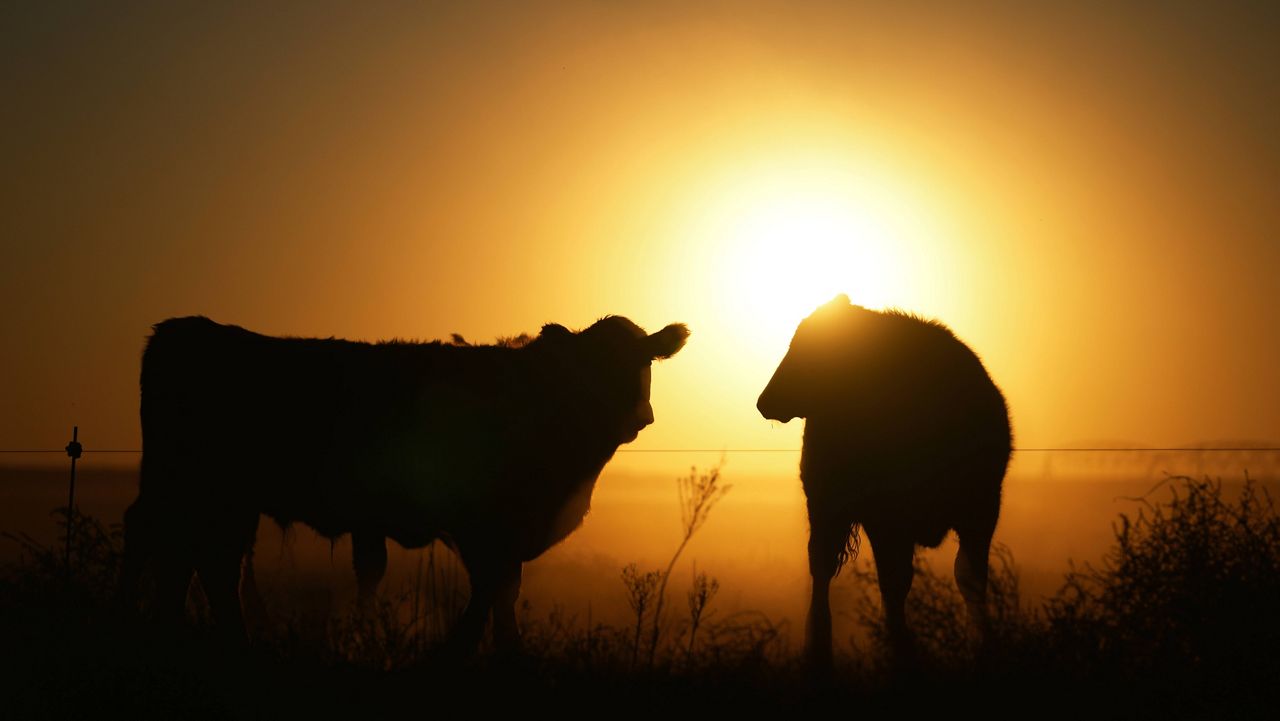 Texas ranchers voice prime concern with beef import plan