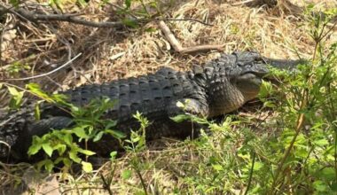 Fort Worth Nature Center investigates after 3 alligators are shot – NBC 5 Dallas-Fort Worth