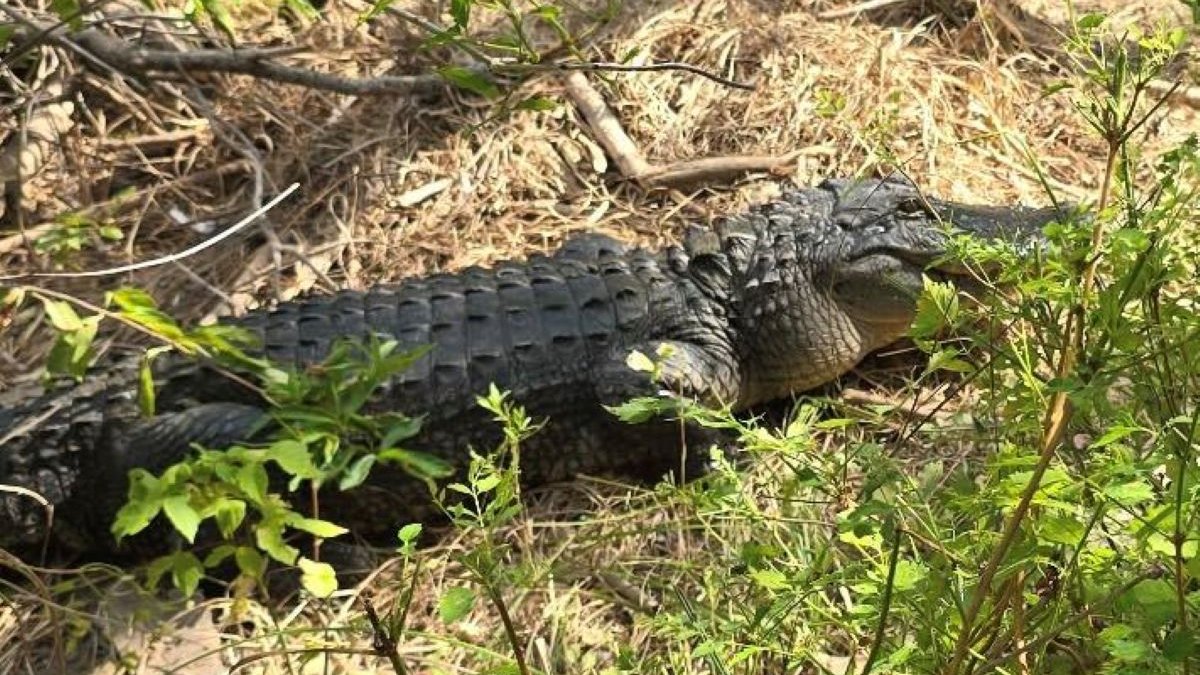 Fort Worth Nature Center investigates after 3 alligators are shot – NBC 5 Dallas-Fort Worth