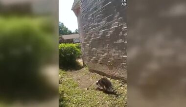 Raccoon named Mayonesa rescued after head caught in mayo jar
