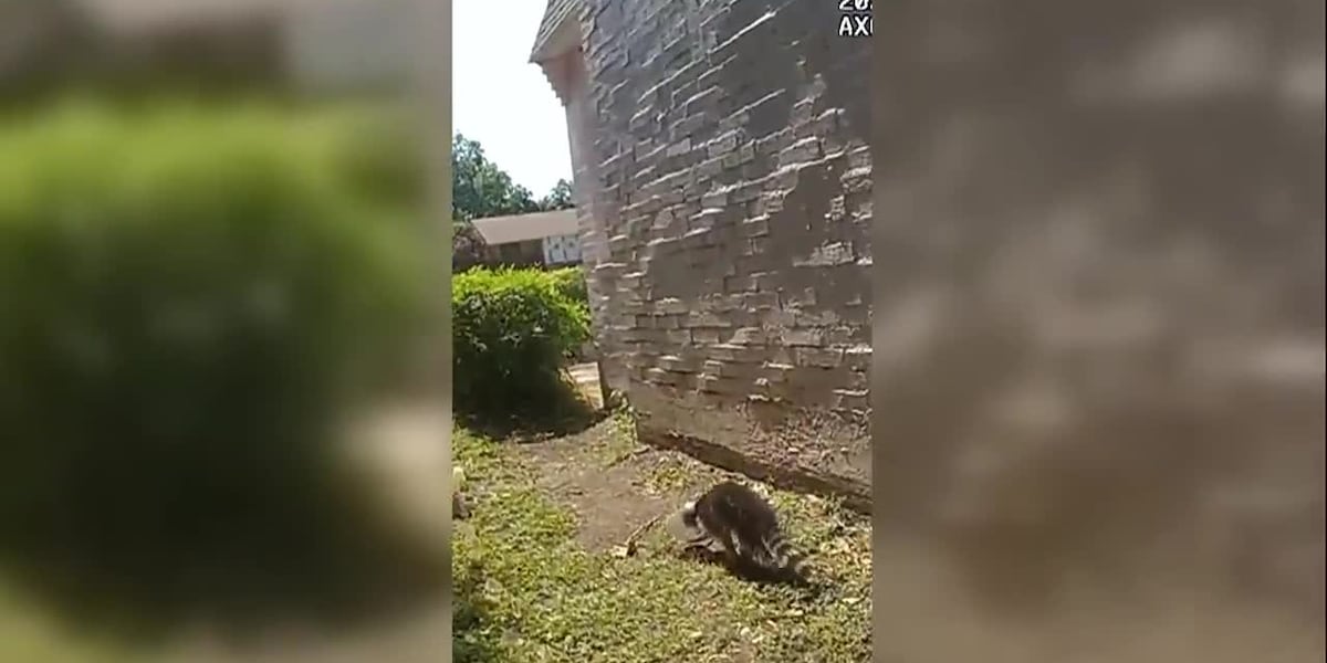 Raccoon named Mayonesa rescued after head caught in mayo jar