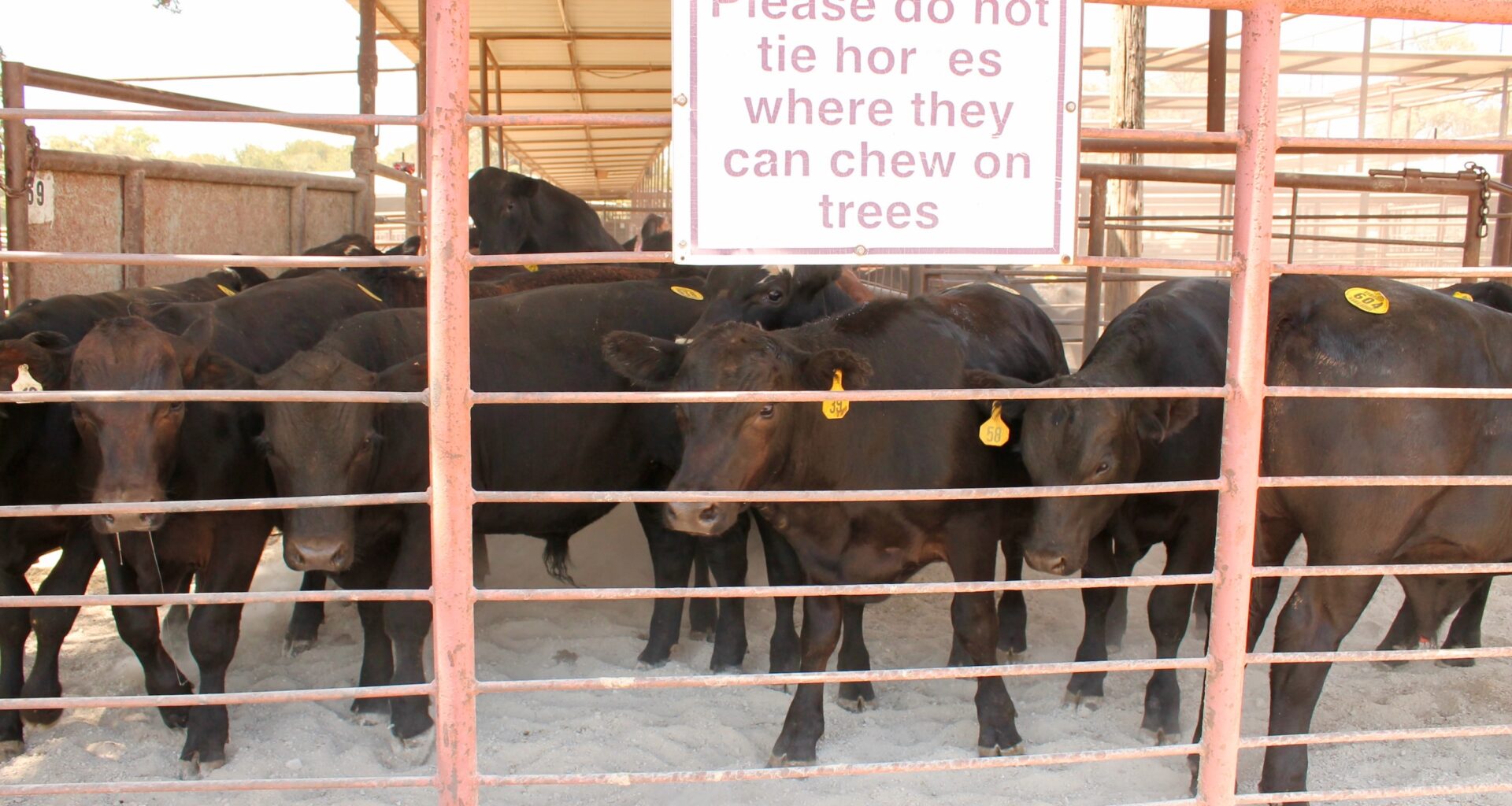 a herd of cattle in a pen