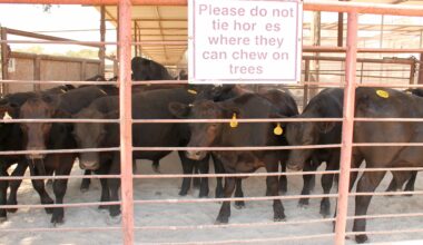 a herd of cattle in a pen