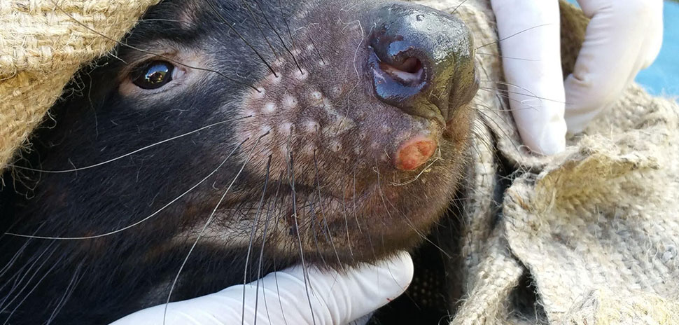 Colossal Tasmanian devil facial tumor.