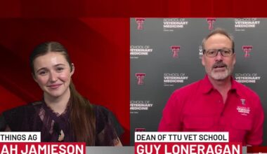 Texas Tech vet school eyes expanding specialty care in Amarillo