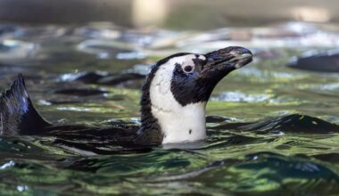 Dallas Zoo penguins making temporary move to Waco – NBC 5 Dallas-Fort Worth