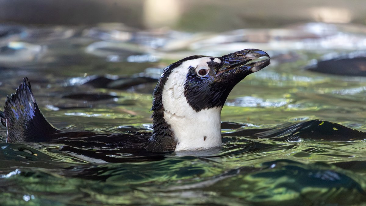 Dallas Zoo penguins making temporary move to Waco – NBC 5 Dallas-Fort Worth