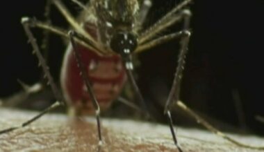 West Nile in Texas: Travis County see first human case of 2026