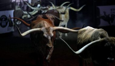 Immersive Stockyards longhorn show brings history alive