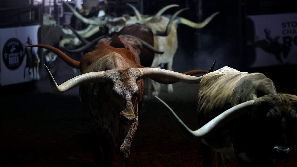 Immersive Stockyards longhorn show brings history alive