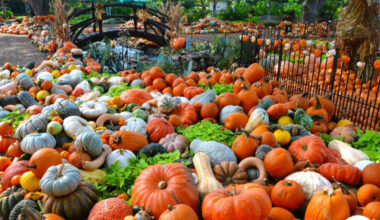 'Dallas's favorite fall tradition': A massive 66-acre autumn wonderland packed with over 100,000 pumpkins and giant art houses returns this September