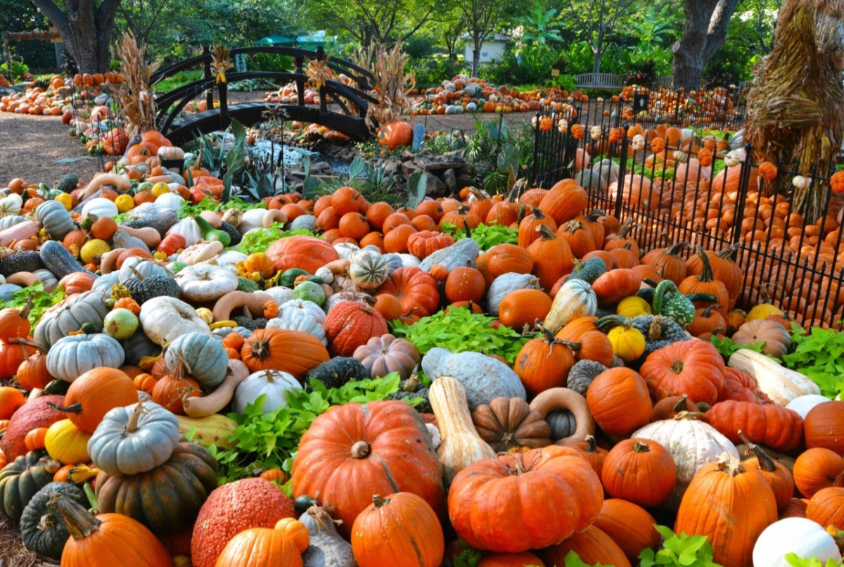 'Dallas's favorite fall tradition': A massive 66-acre autumn wonderland packed with over 100,000 pumpkins and giant art houses returns this September