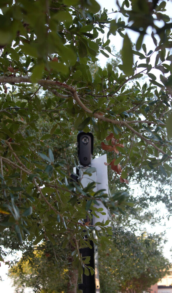 Flock Camera Tree