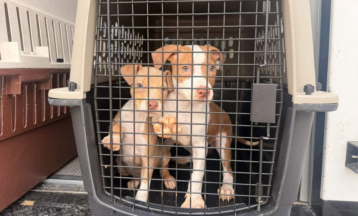 The Humane Society of North Texas in Fort Worth has taken in 12 dogs and 26 cats from the Mineral Wells Animal Shelter while firefighters battle the Ross wildfire, which has burned more than 80,000 acres in Palo Pinto and Jack counties.