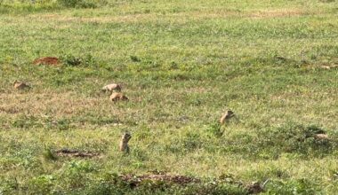 Prairie dog colonies return to Fort Worth