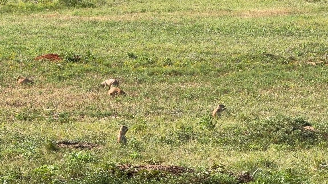 Prairie dog colonies return to Fort Worth