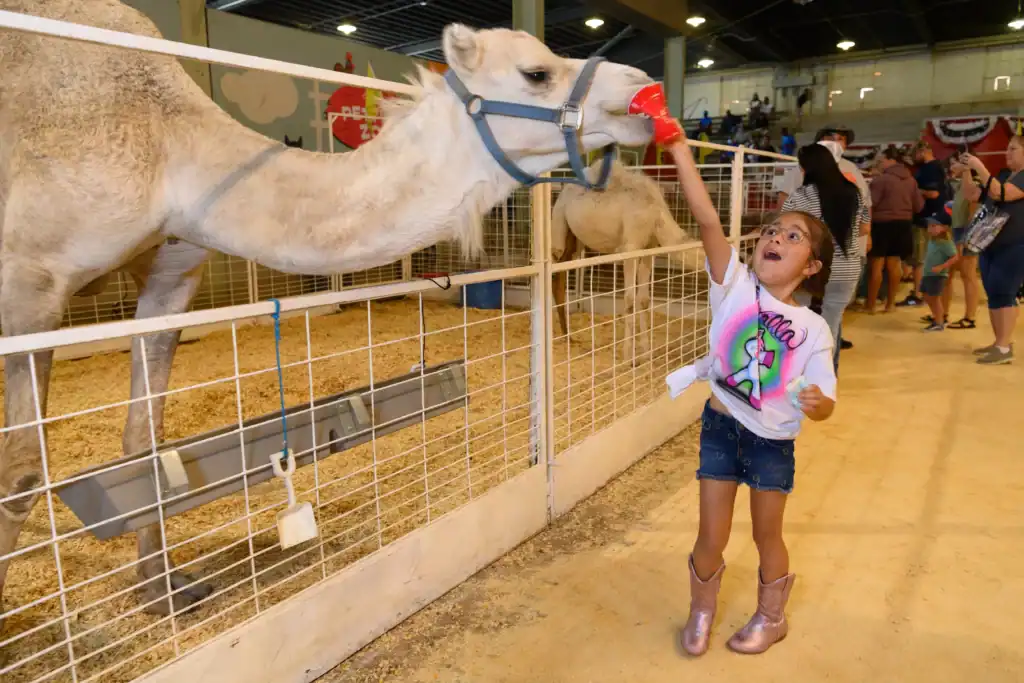 Child feeding a camel in the barnyard at the State Fair of Texas at Fair Parkin Dallas, photo courtesy of State Fair of Texas