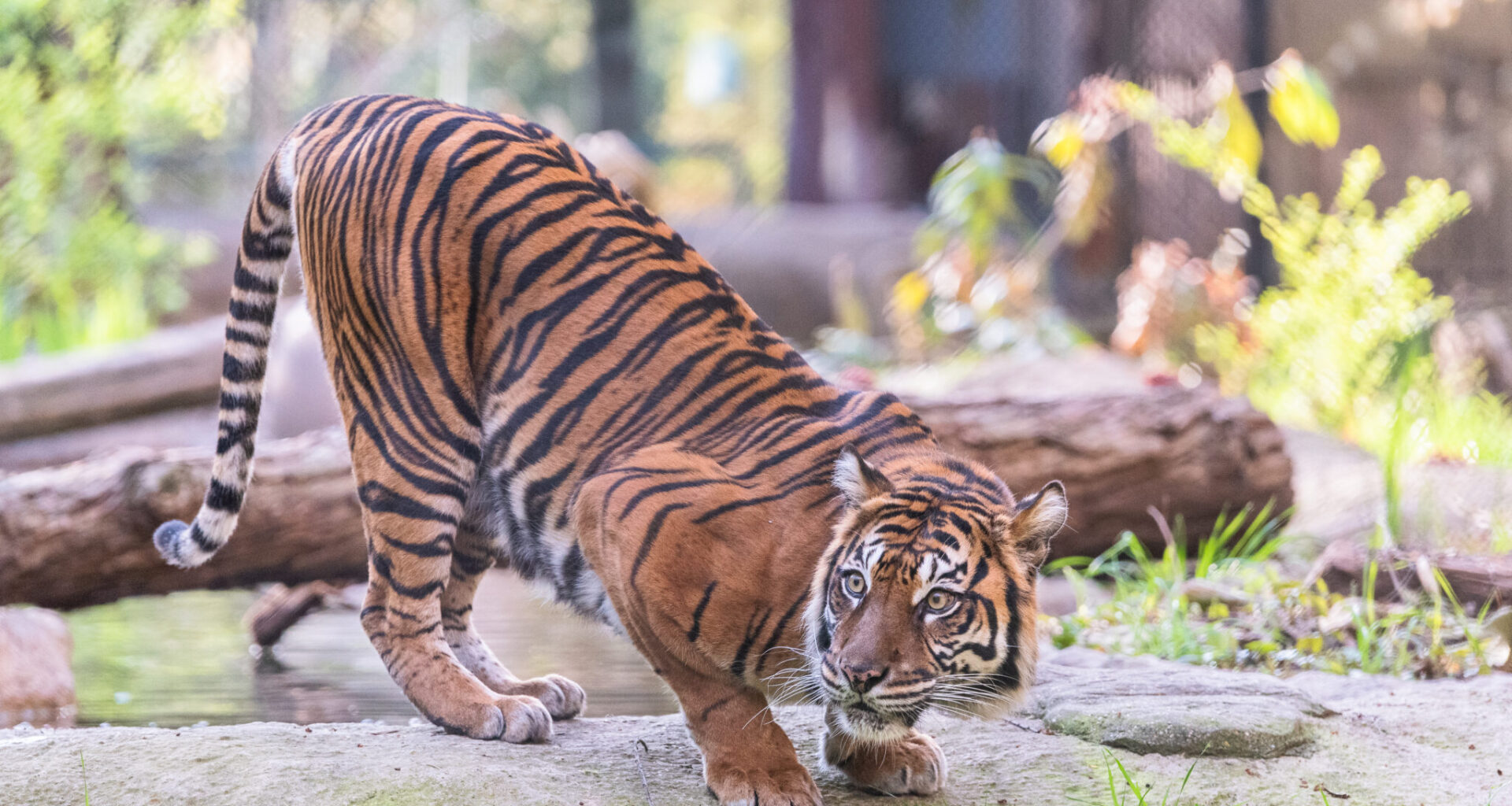 Dallas Zoo announces death of 20-year-old Sumatran tiger Melati