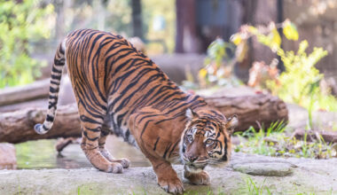Dallas Zoo announces death of 20-year-old Sumatran tiger Melati