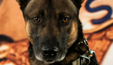 El Paso County K9 dead after incident while off duty