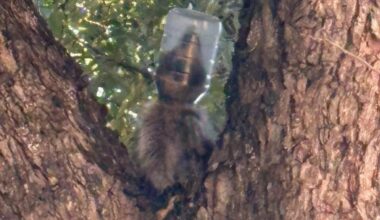 Watch: Raccoon named Mayonesia rescued from mayonnaise jar in Dallas