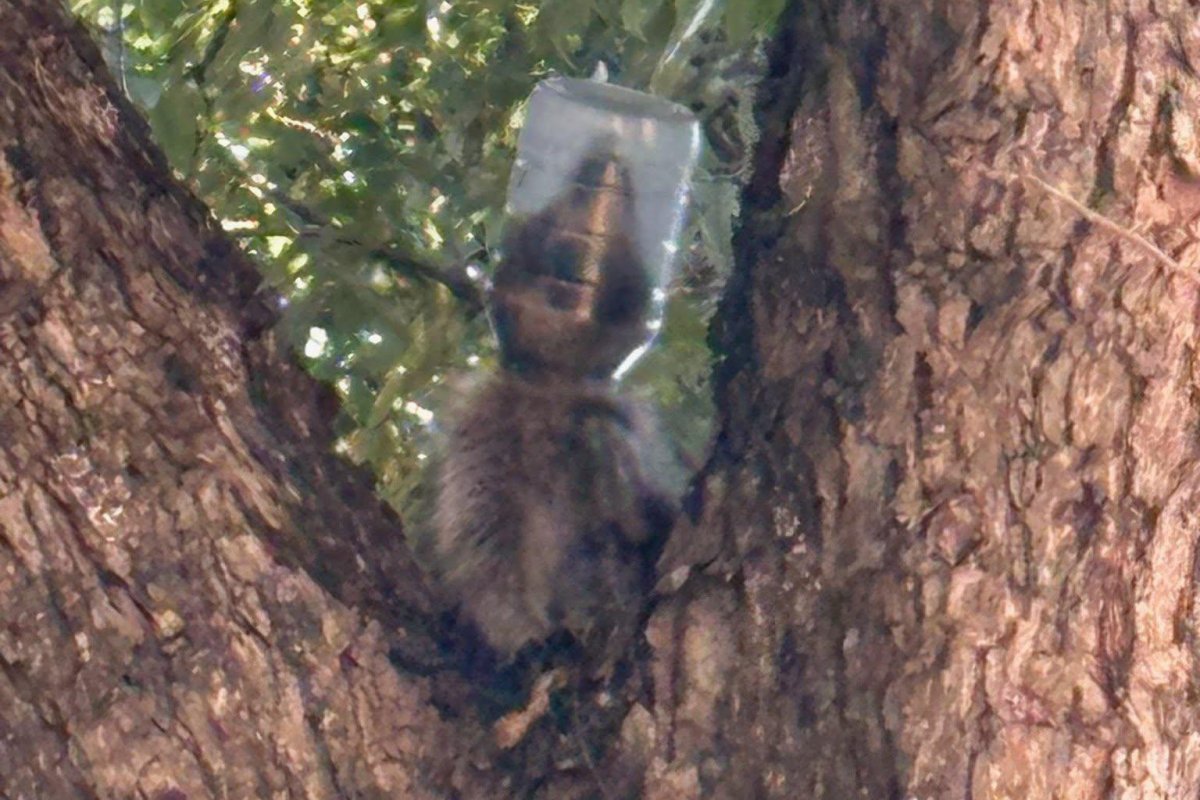 Watch: Raccoon named Mayonesia rescued from mayonnaise jar in Dallas