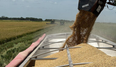 Texas rice harvest continues Texas rice farmers are seeing lower yields from this year’s main crop, but good quality and a strong start to the ratoon crop are providing some optimism.