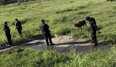 Bull calf leads ACS officers on chase through Walmart parking lot, underground drainage tunnel