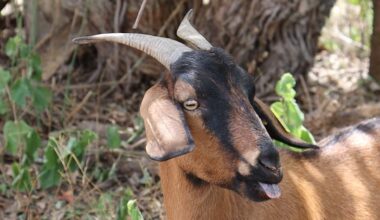 ATX trail conservation group using goats to clear poison ivy