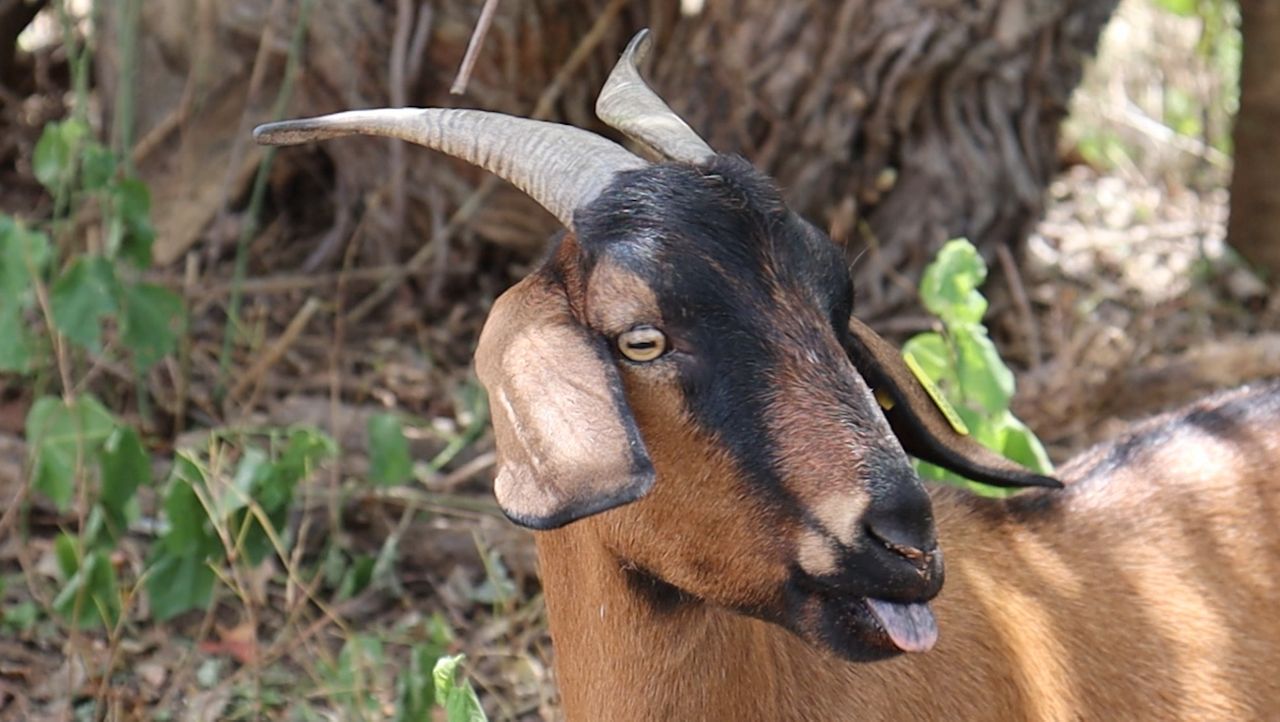 ATX trail conservation group using goats to clear poison ivy