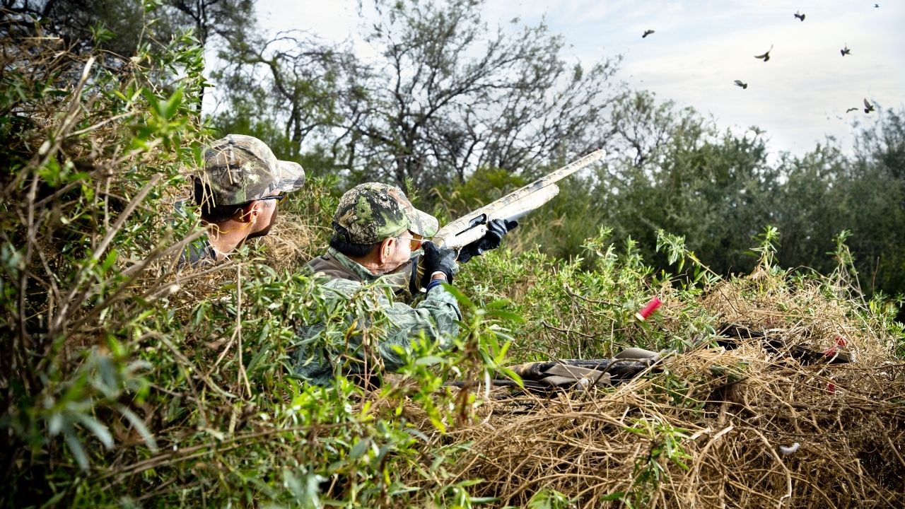 Texas Sets First Statewide September 1 Dove Opener