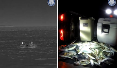 Approximately 160 violations found in Texas City illegal fishing bust; multiple citations issued
