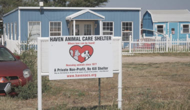 The Haven Animal Care Shelter facing $10K vet bill after saving two puppies on brink of death