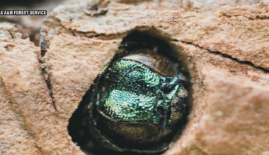 Texas A&M Forest Service detects Emerald Ash Borer in five new counties