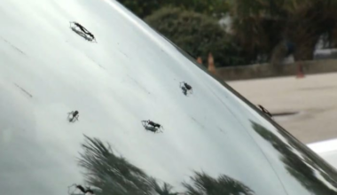 Seeing lovebugs around Houston? You’re not alone