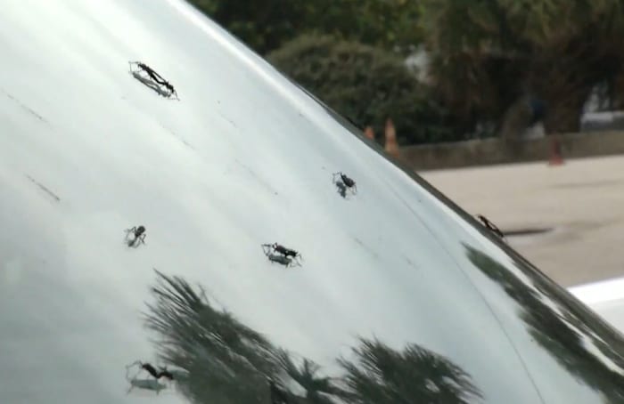 Seeing lovebugs around Houston? You’re not alone