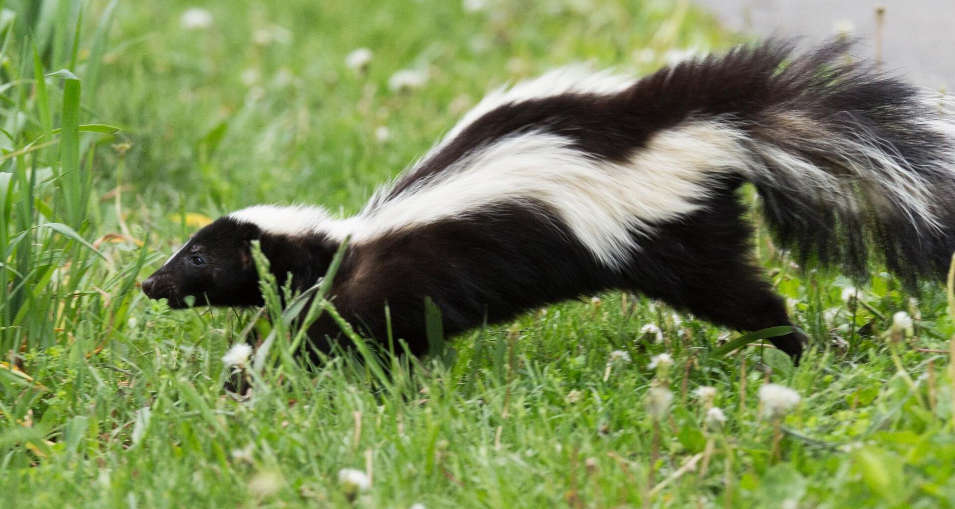 Rabies case in San Antonio dog prompts warning after skunk encounter goes unreported