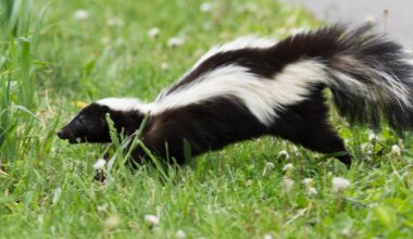 Rabies case in San Antonio dog prompts warning after skunk encounter goes unreported