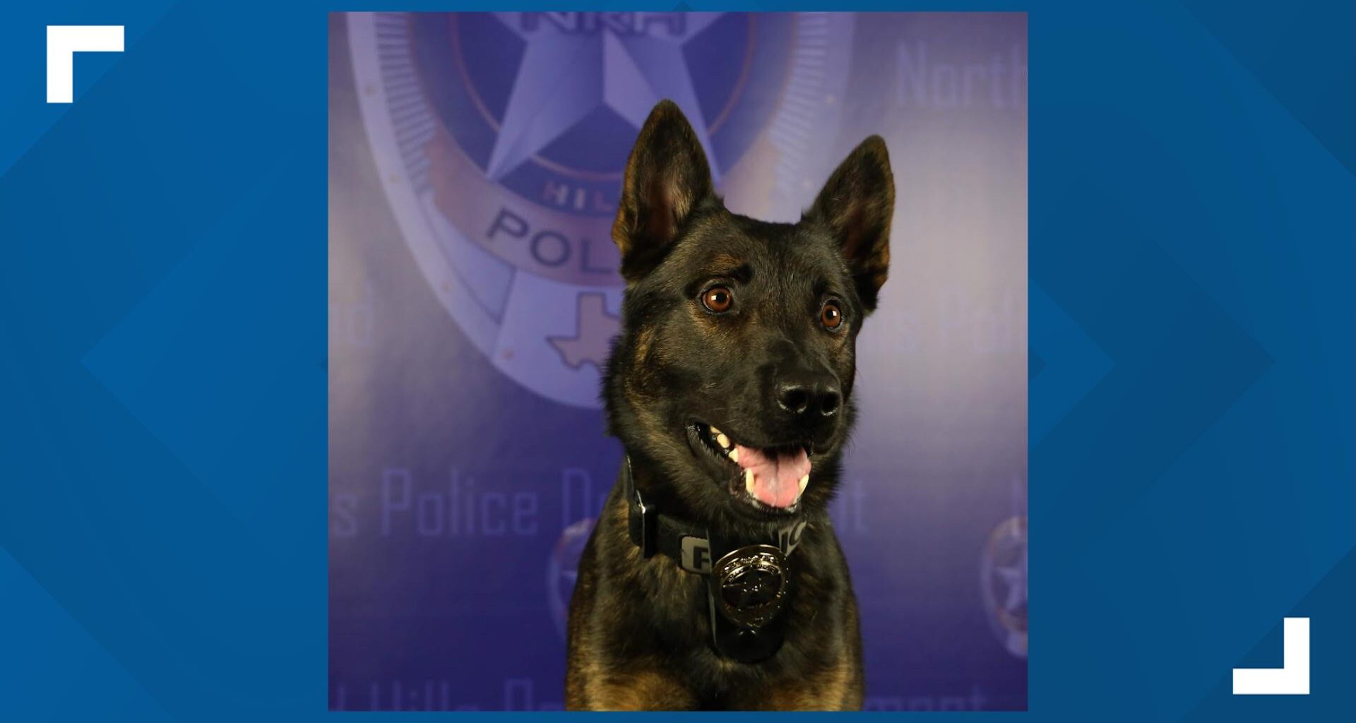 North Richland Hills police K-9 Koba dies weeks before planned retirement