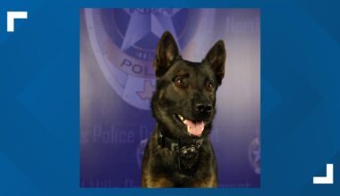 North Richland Hills police K-9 Koba dies weeks before planned retirement