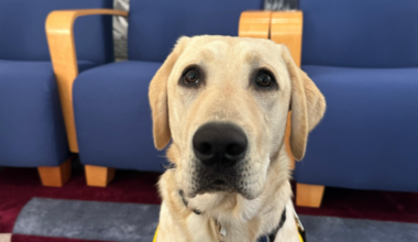 Aikman is growing up: CBS News Texas' Canine Companions puppy takes his training into the real world
